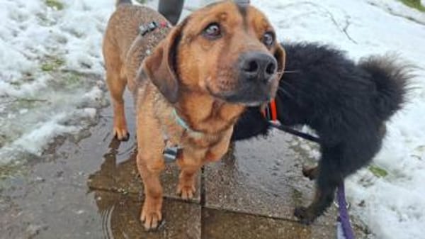 Alejandro ein toller Typ sucht Zuhause