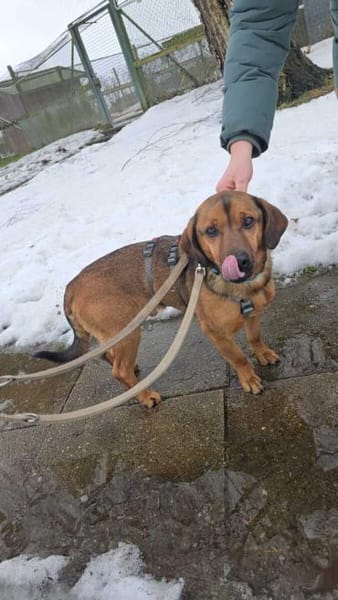 Alejandro ein toller Typ sucht Zuhause