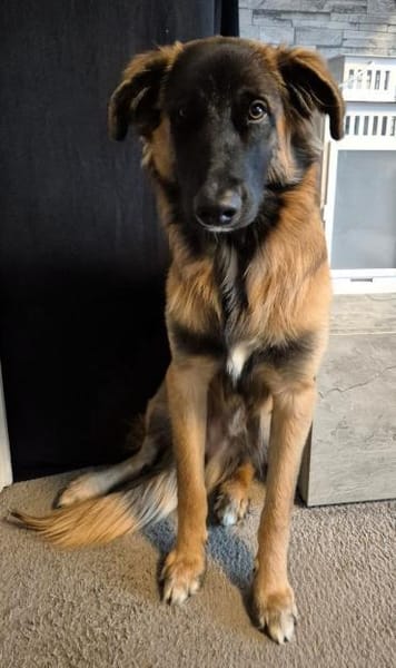 TEDDY sucht seinen sensiblen Menschen