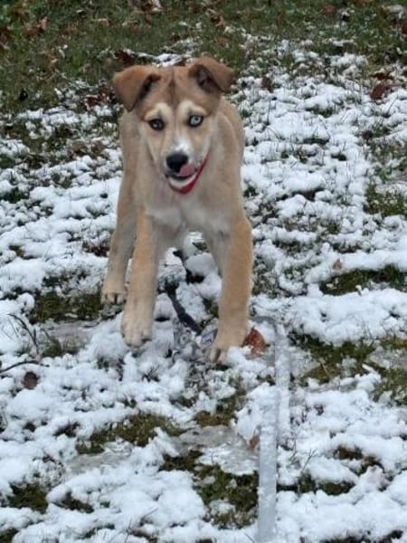 Baldur - kleiner Entdecker