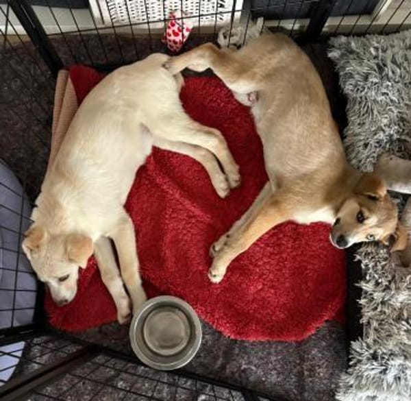 Baldur - kleiner Entdecker