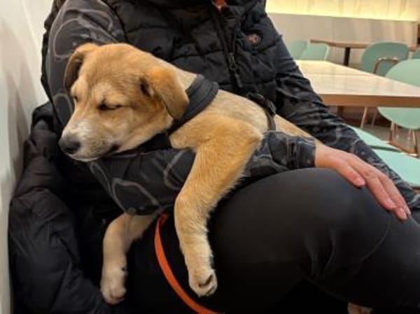 Baldur - kleiner Entdecker