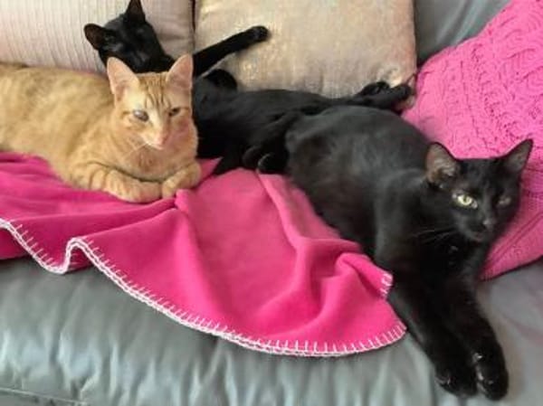 Nora sucht liebevolles Zuhause