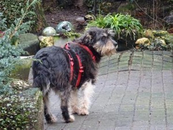 Schorchi - wartet in 53557 Bad Hönningen