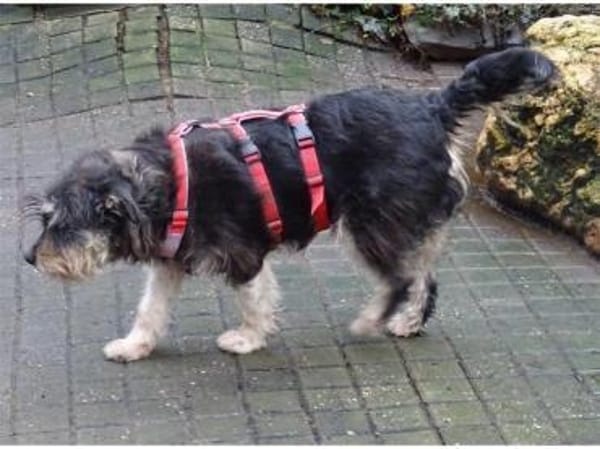 Schorchi - wartet in 53557 Bad Hönningen