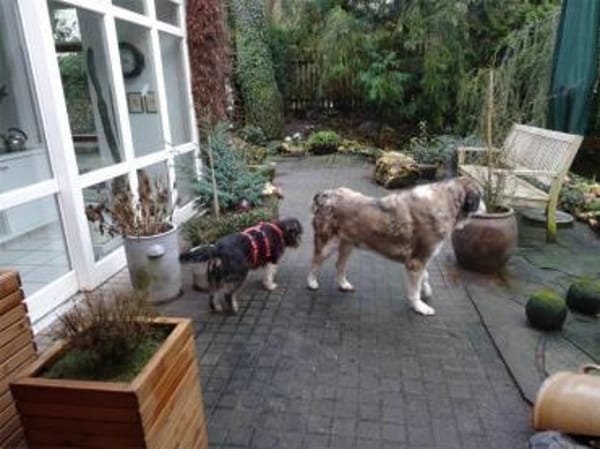 Schorchi - wartet in 53557 Bad Hönningen