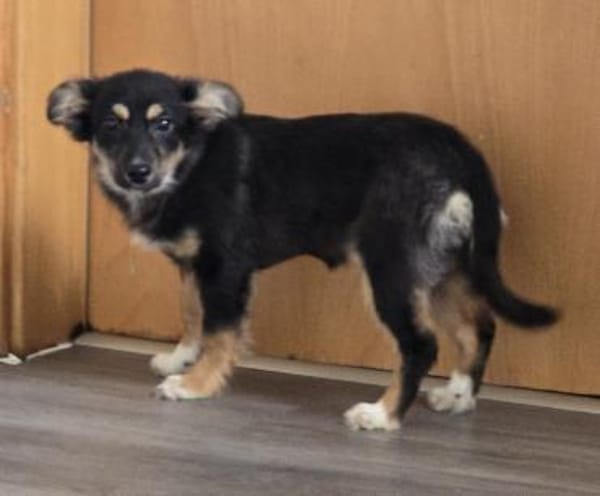 Die kleine Petunia sucht ihre Familie