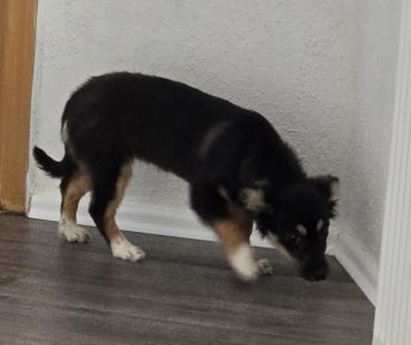 Die kleine Petunia sucht ihre Familie