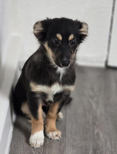 Die kleine Petunia sucht ihre Familie