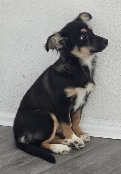 Die kleine Petunia sucht ihre Familie