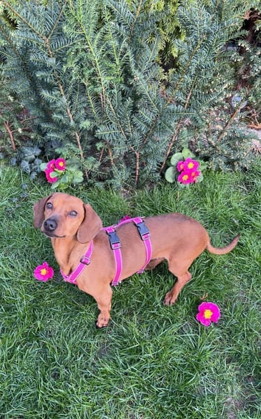 Gundi sucht ihre Herzensmenschen