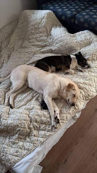 MARCELINO * sanfter Typ m klaren Grenzen