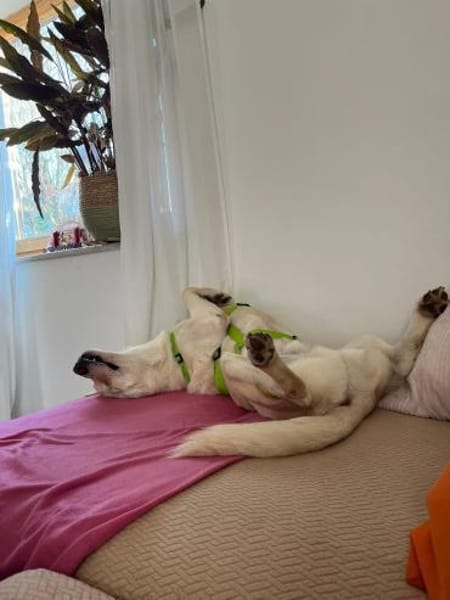 MARCELINO * sanfter Typ m klaren Grenzen