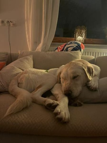 MARCELINO * sanfter Typ m klaren Grenzen