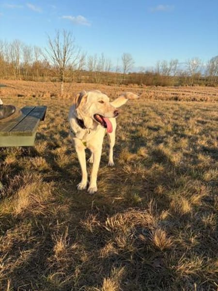 MARCELINO * sanfter Typ m klaren Grenzen