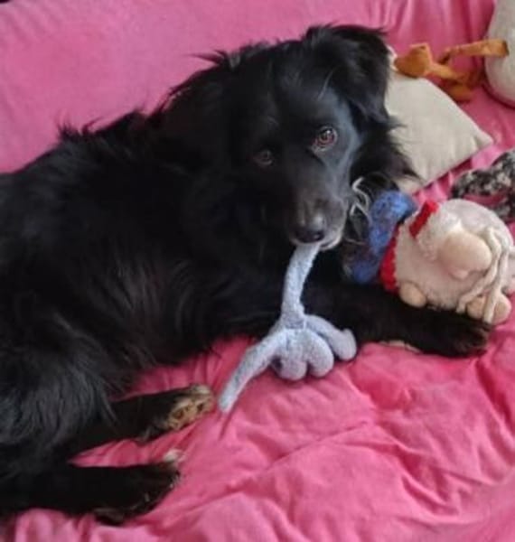 lieber Rüde Kiro auf PS 90765