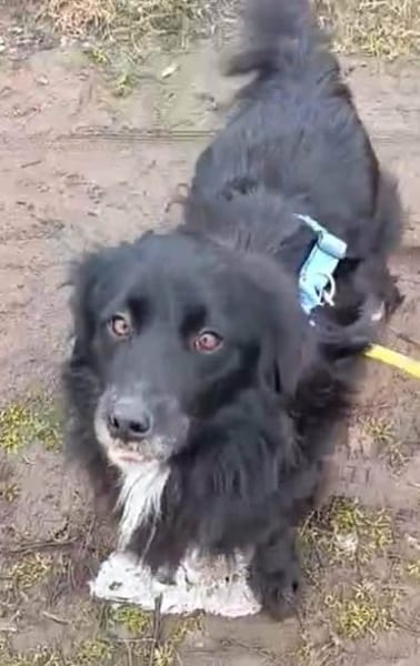 lieber Rüde Kiro auf PS 90765