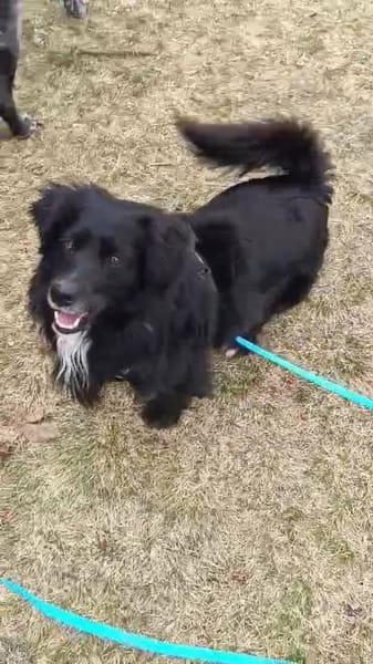 lieber Rüde Kiro auf PS 90765