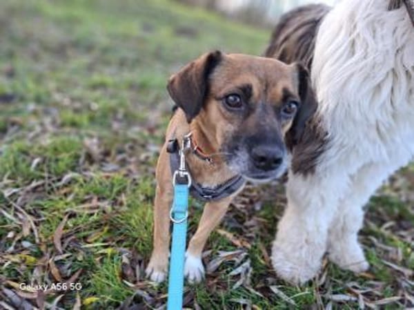 RAYA ❤ Dackel Mix Herzchen, Kranenburg