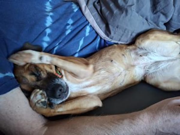 RAYA ❤ Dackel Mix Herzchen, Kranenburg