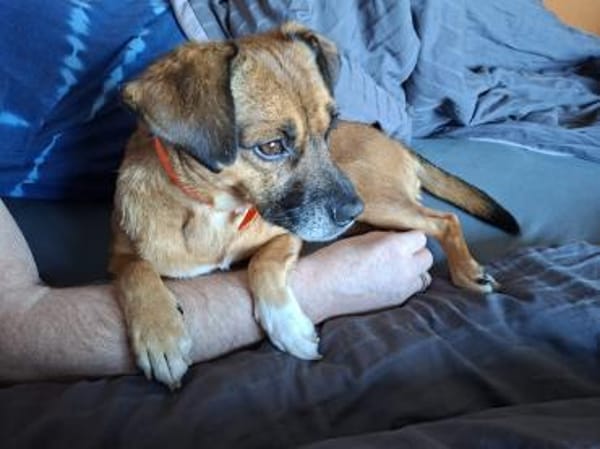 RAYA ❤ Dackel Mix Herzchen, Kranenburg