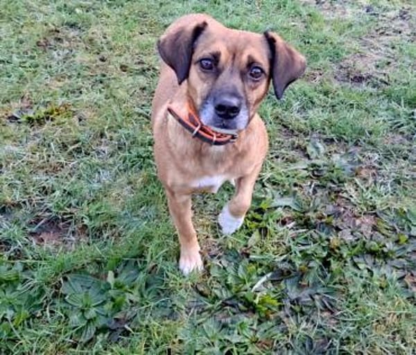 RAYA ❤ Dackel Mix Herzchen, Kranenburg