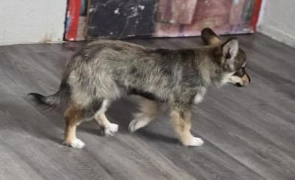 Die kleine Fleur sucht ihre Familie