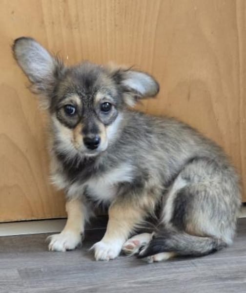 Die kleine Fleur sucht ihre Familie