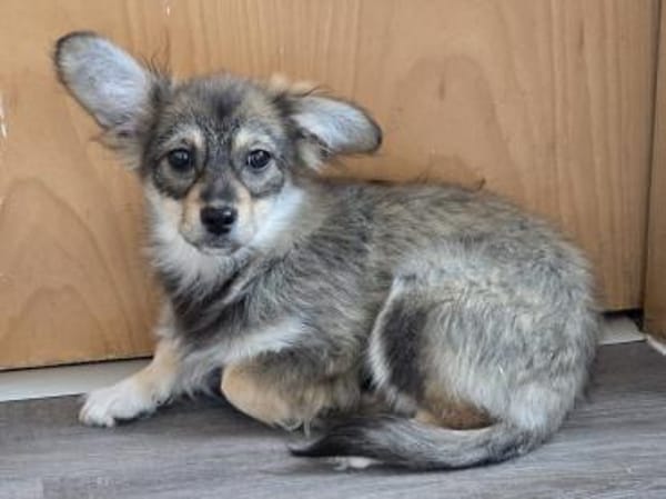 Die kleine Fleur sucht ihre Familie