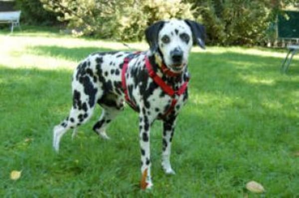 JOSY DA - bildhübsche Dalmatinerseniorin