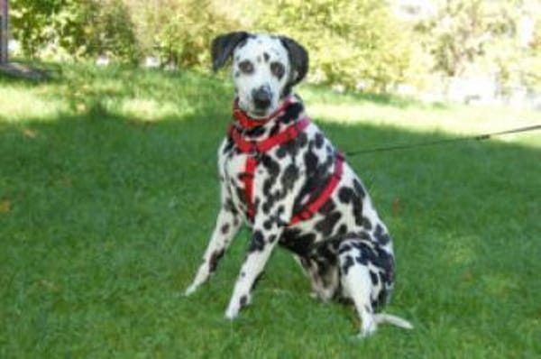 JOSY DA - bildhübsche Dalmatinerseniorin