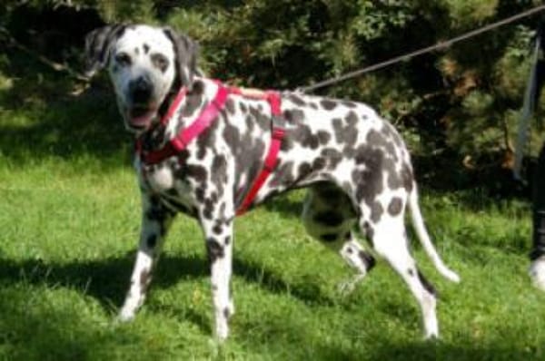 JOSY DA - bildhübsche Dalmatinerseniorin