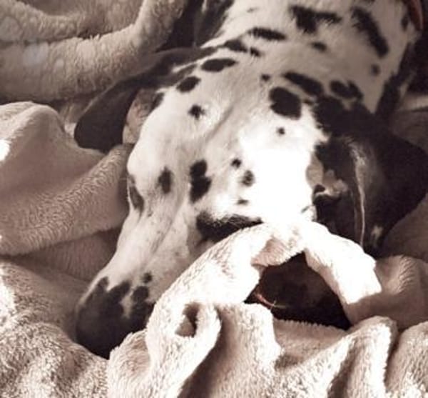 JOSY DA - bildhübsche Dalmatinerseniorin