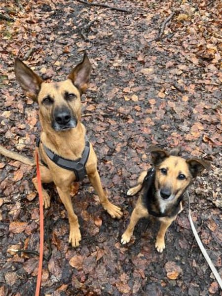 Optimista, tapfere Hundemama ca. 10 J.