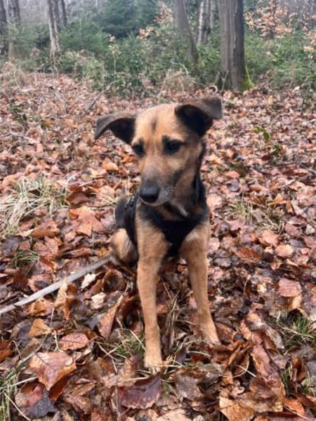 Optimista, tapfere Hundemama ca. 10 J.