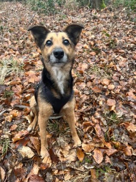 Optimista, tapfere Hundemama ca. 10 J.