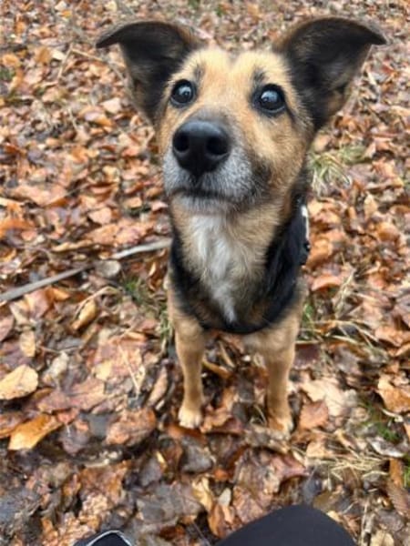 Optimista, tapfere Hundemama ca. 10 J.