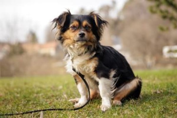 LILLIE LOU, anfangs etwas schüchtern