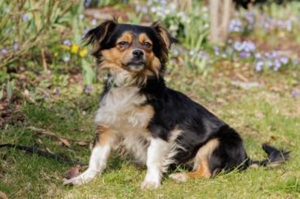 LILLIE LOU, anfangs etwas schüchtern