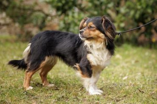 LILLIE LOU, anfangs etwas schüchtern