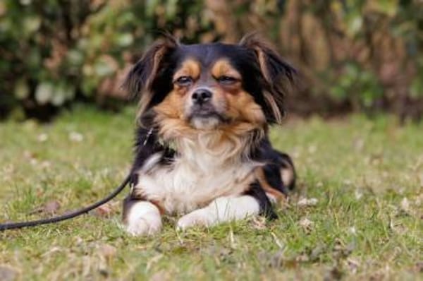 LILLIE LOU, anfangs etwas schüchtern