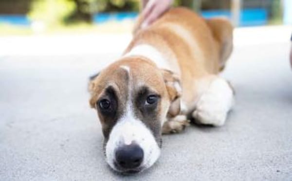 Benjamin Blümchen sucht dich