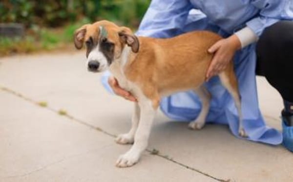 Benjamin Blümchen sucht dich