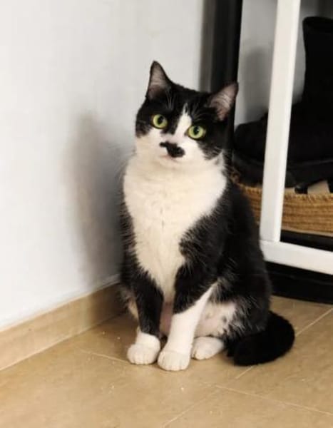 Aria Verschmustes ruhiges Katzenmädel