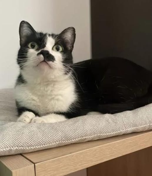 Aria Verschmustes ruhiges Katzenmädel