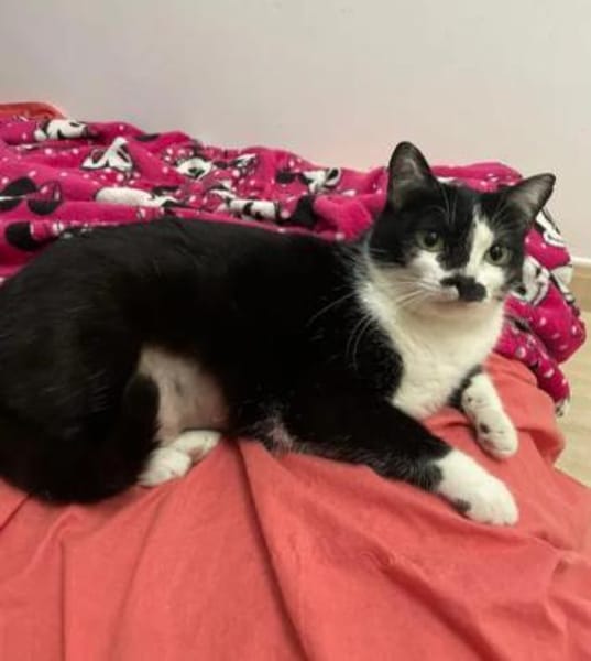 Aria Verschmustes ruhiges Katzenmädel