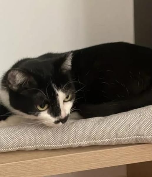 Aria Verschmustes ruhiges Katzenmädel