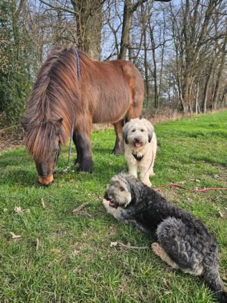 Püppi, schüchterne Hundedame, 1J.