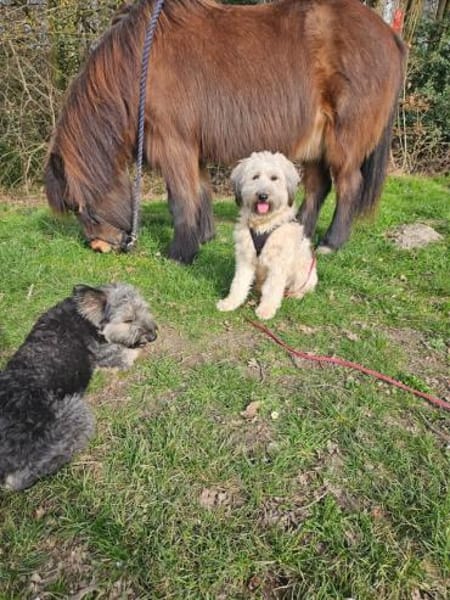 Püppi, schüchterne Hundedame, 1J.