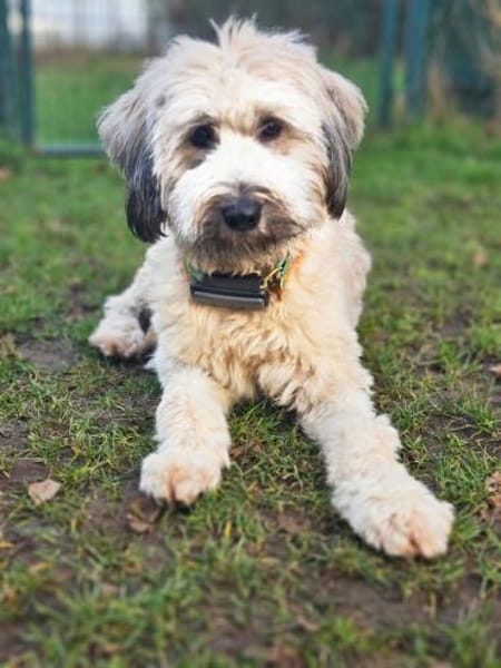 Püppi, schüchterne Hundedame, 1J.